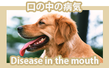 口の中の病気