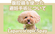 腹腔鏡を使った避妊手術について
